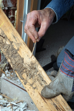 piece of wood with termite damage