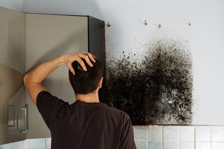 black mold infestation